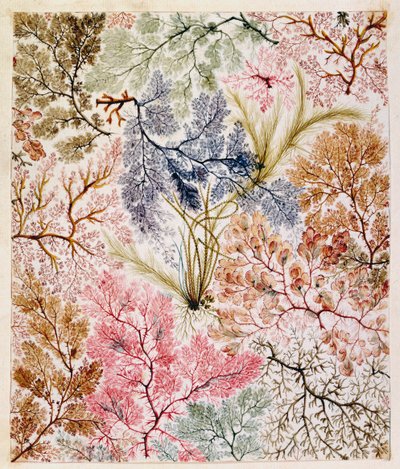 Design têxtil, c.1788-92 de William Kilburn